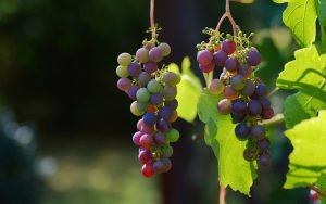 Svislajon kupio Vršačke vinograde